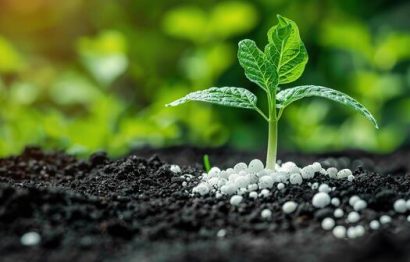 white-granulated-fertilizer-scattered-near-little-young-green-plant-seedling-chemical-fertilizer-industry-fertilization-nutrient-growth-concept-technological-smart-farming-agriculture-