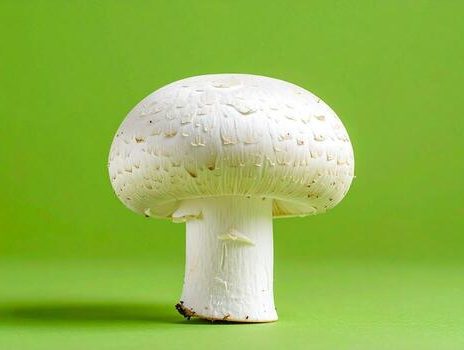 white-button-mushrooms-fresh-vegetables-photo