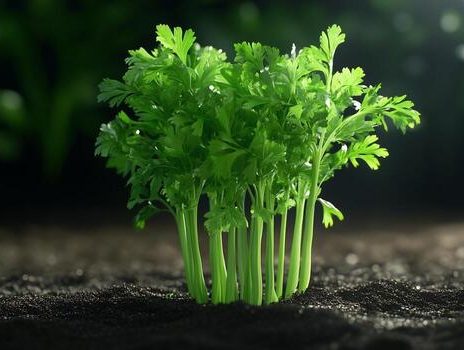 vegetable-celery-replant-on-soil-after-cutting-for-cooking-in-home-photo